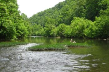 Disney Invests in Protecting Forests Around the World