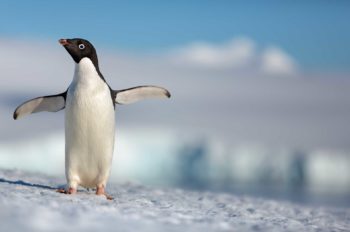 Disneynature’s ‘Penguins’ Launches First Trailer to Celebrate Earth Day