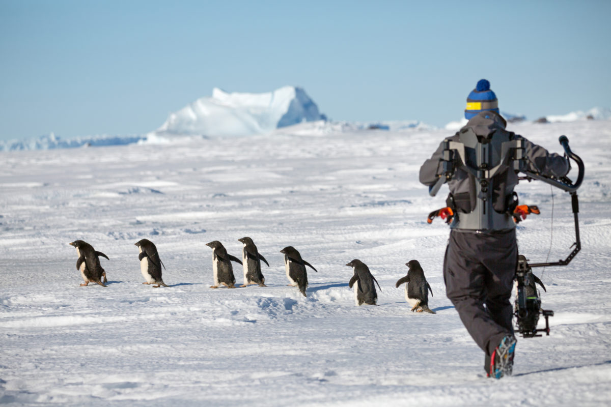 Disneynature’s ‘Penguins’ Continues the Enduring Legacy of Conservation ...