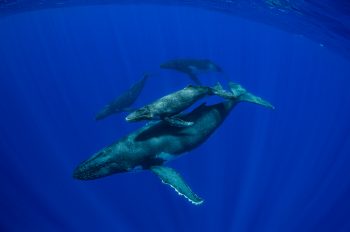 Disney+ Original Series ‘Secrets of the Whales’ Premieres Earth Day, April 22, on Disney+