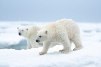 Disneynature’s ‘Polar Bear’ Continues Longstanding Commitment to Conservation of Wildlife