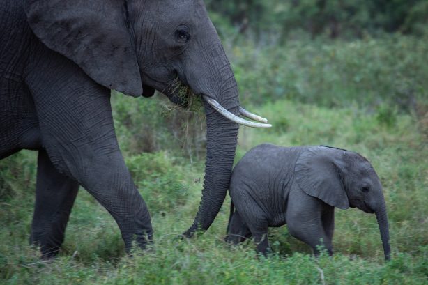 Wild Fun: Natalie Portman Narrates Spectacular 'Secrets Of The Elephants