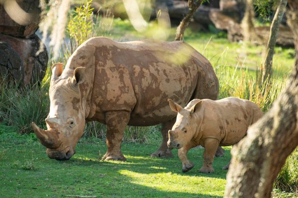 safari animal kingdom disney