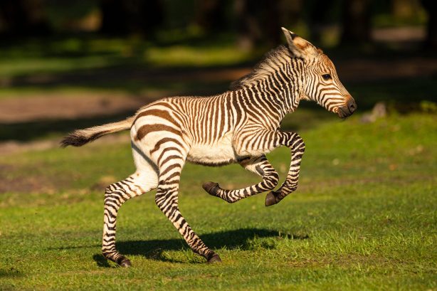 safari animal kingdom disney