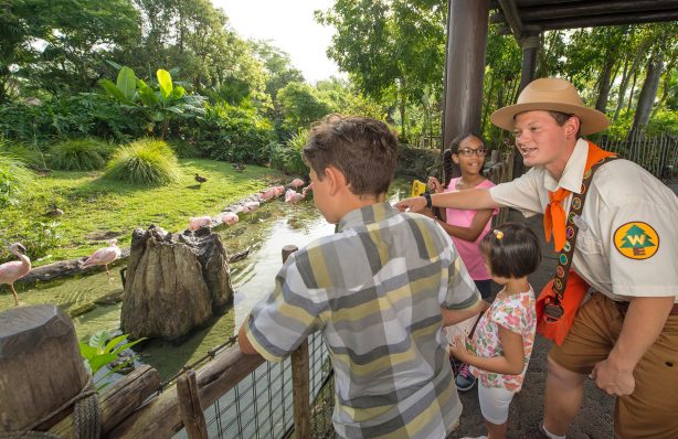 safari animal kingdom disney