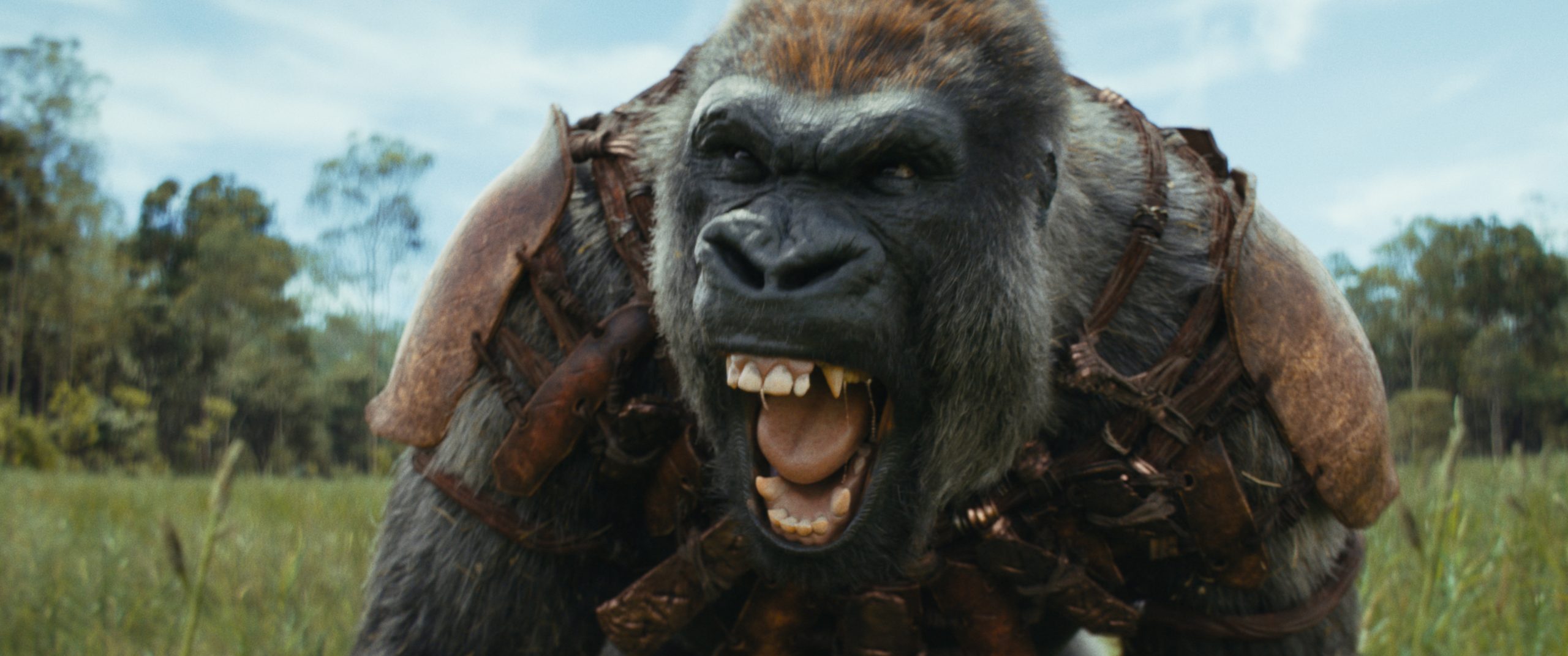 Kingdom of the apes. Kingdom of the apes