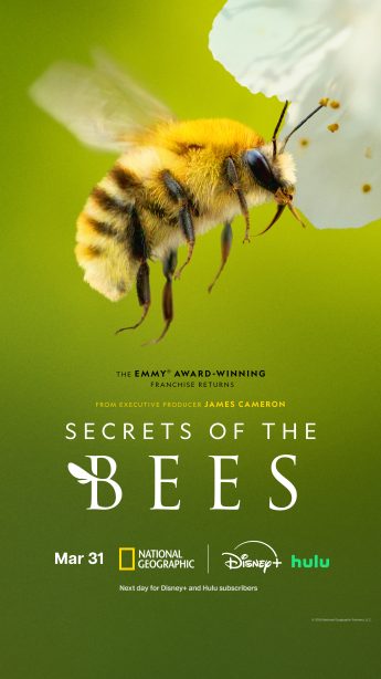 Secrets of the Bees